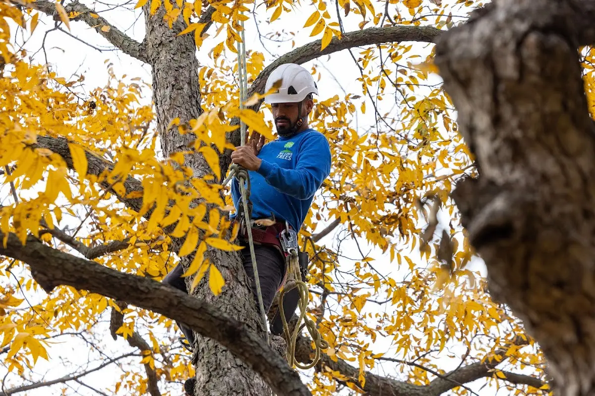 Skilled Tree Planing crew working in Knightstown